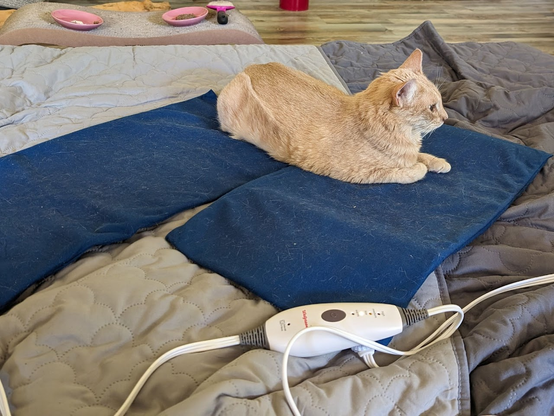 Orange cat Harvey is sick and lies on bed. We are trying to make her comfortable using heating blankets, which she seems to appreciate.