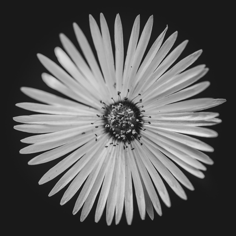 A common ice plant shot in black in white with a macro lens.