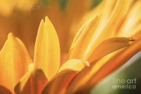Close up image of a gleaming golden daisy with bright and vibrant colors will bring a warm feeling to any family room or living room with some empty space on the wall. The daisy flower meanings attached to the daisy are - loyal love, innocence, and purity. The most common season for daisies to bloom is from June to the first appearance of frost. Yellow is the color of cheerfulness. Artist Iris Richardson, Gallery Pixel