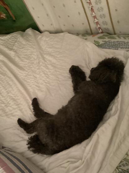 Small curly-haired dog, dozing on a rumpled cotton bedspread,  with his mom‘s pajama-clad leg nearby
