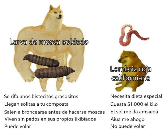 meme del cheems grande y el chiquito donde el grande dice "larva de mosca soldado" y el chico dice "lombriz roja californiana". En la comparativa de la larva dice: se rifa unos bistecitos grasositos, llegan solitas a tu composta, salen a broncearse antes de hacerse moscas, viven sin pedos en sus propios lixibiados, puede volar. En la comparativa de la lombriz dice: Necesita una dieta especial, cuesta 1000 el kilo, el sol me da amsiedá, aiua me ahogo, no puede volar