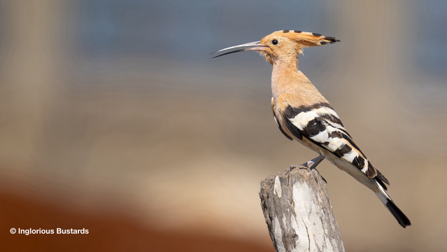 Eurasian Hoopoe ©️ Inglorious Bustards