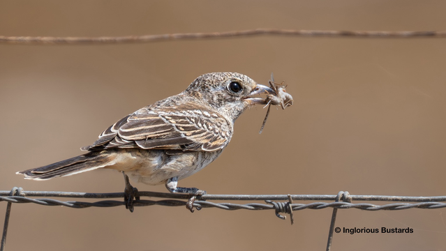Woodchat Shrike ©️ Inglorious Bustards