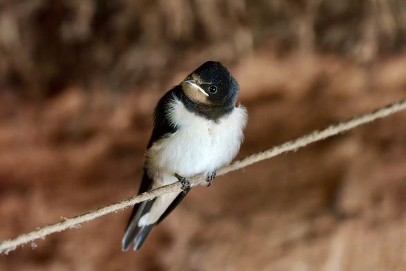 Fledgling swallow