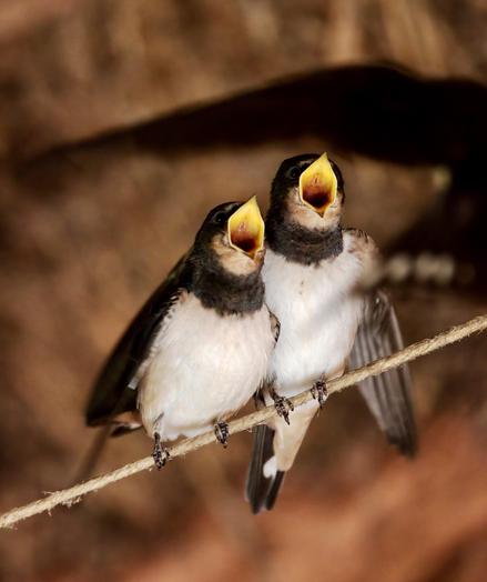 Fledgling swallows about to get fed
