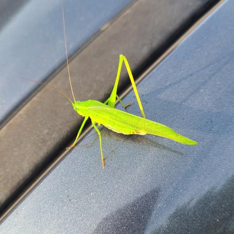 A photograph of a bright green grasshopper sitting atop varying dark grey / silverish surfaces (rubbery / shiny metallic) atop a minivan.