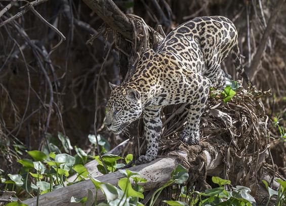 Jaguar stealthily hunting its prey in the dense forest growth in the Pantanal, Brazil.