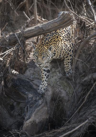 Jaguar stealthily climbing down a riverbank, intently staring at its intended prey. In the Pantanal Brazil.