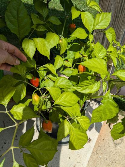 several of my ghost peppers have turned bright orange 

I was under the impression they were supposed to turn red so we'll see how patient I am..