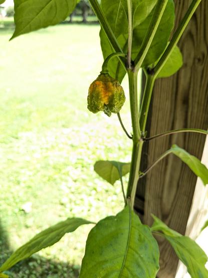 this is the first Carolina Reaper to show anything beyond green. these two are supposed to turn bright red..
