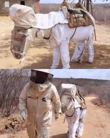Burro con traje de apicultura