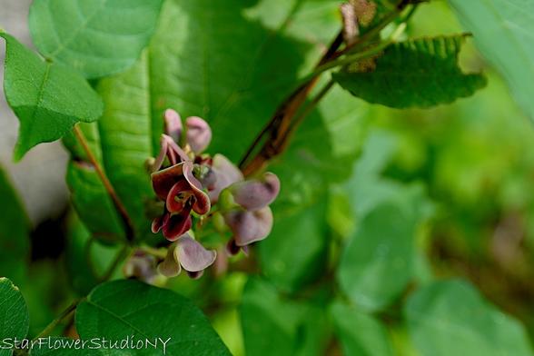 The beautiful flowers of the Groundnut or Indian Potato (Apios americana).  Pollinated by bees.