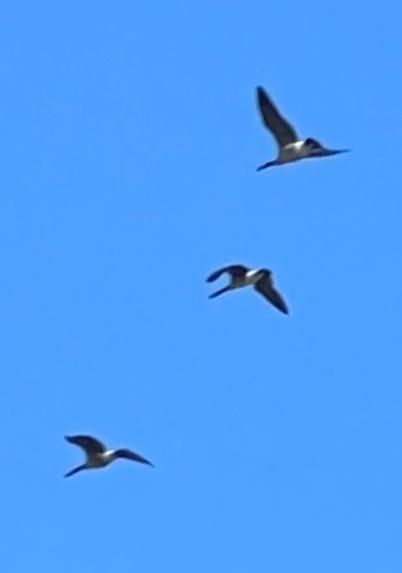 A photo of three birds flying, but you really can’t tell which way they’re going. An argument could be made for both. Fun!