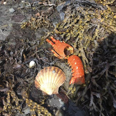 Am Strand: Orangefarbener Panzer eines Hummers und eine Jakobsmuschel auf Seetang.
At the beach: orange-coloured shell of a lobster and a scallop shell on seaweed.