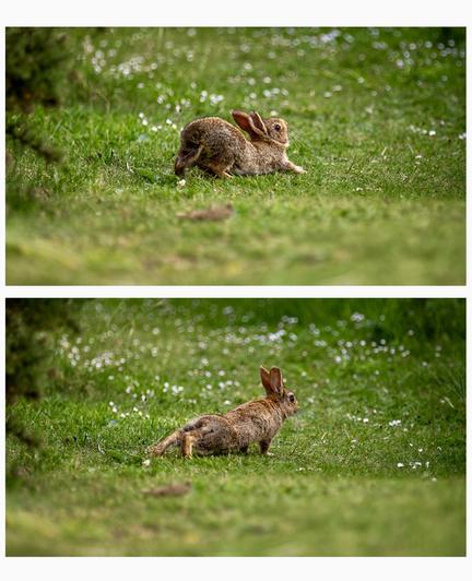 Two images of a hare stretching on green grass, surrounded by small white flowers.
