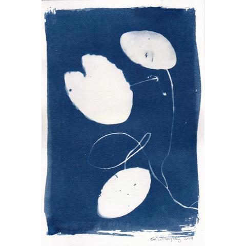 6” x 9” cyanotype print on watercolour paper of a  small lily pad and two pondweed leaves with long winding stems. The photochemicals were painted on and there are visible brush strokes around the edges