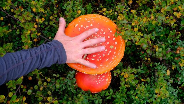 Riesiger Fliegenpilz.