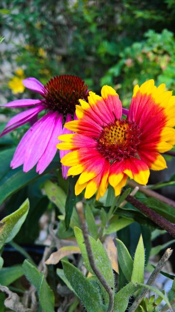 #Nope... #StillNotRoses...