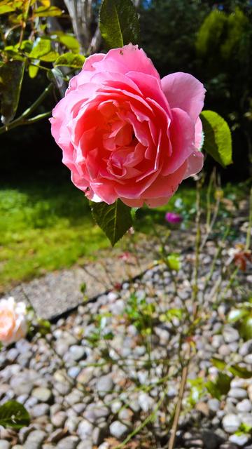 #Roses...! They #Smell of #TurkishDelight... #TrueFact