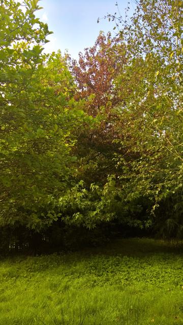 #StillNope(tm)... #DefinitelyNotRoses...