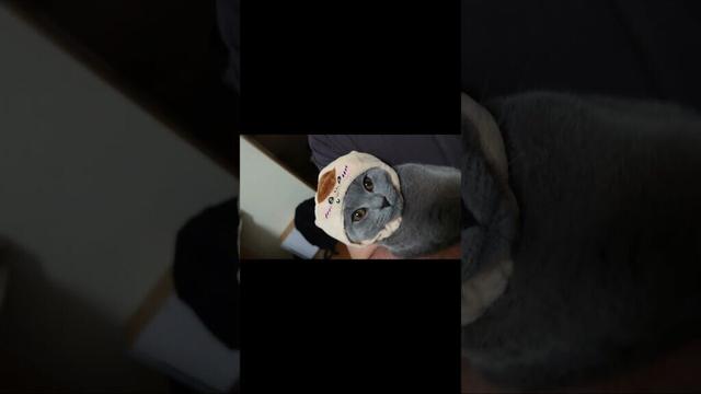 【猫動画】初めての被り物で緊張する猫 #shorts #猫 #ネコ #シャルトリュー  #cat  #ねこ #子猫