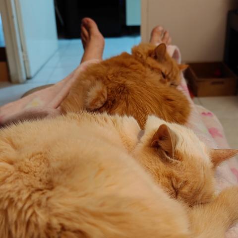 Dos gatos adultos duermen sobre las piernas de un hombre (sus pies se ven) cubiertas por una cobija rosa.