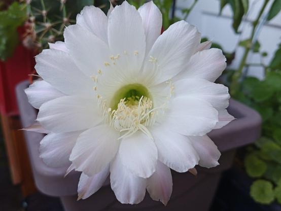 Nahaufnahme einer großen, weißen Blüte des Bauernkaktus. Die Blüte hat zahlreiche, zart gewellte Blütenblätter, die von einem hellen Gelb im Inneren zu einem reinen Weiß an den Spitzen übergehen. Im Zentrum der Blüte sind feine, gelbe Staubblätter und ein grüner Blütengrund zu sehen. Der Hintergrund ist unscharf, zeigt aber grüne Pflanzen und Teile eines Blumentopfes. Die Blüte dominiert das Bild durch ihre Größe und Detailfülle.