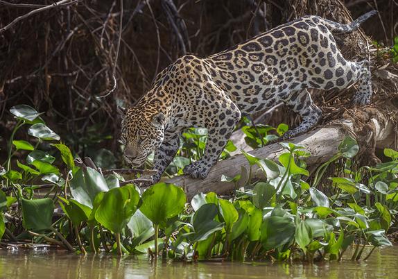 A jaguar slowly walking along a fallen tree trunk as it stalks prey in the water.