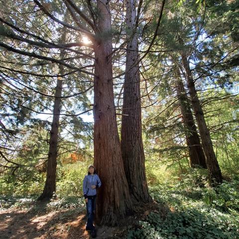 Mom, standing beside two tall fir trees, in a shaded urban forest grove.