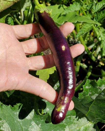 Ping Tung Long - slender, long, purple eggplant.