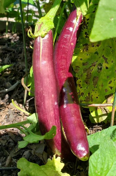 2 Onaga eggplants - reddish purple colour, long & slender.