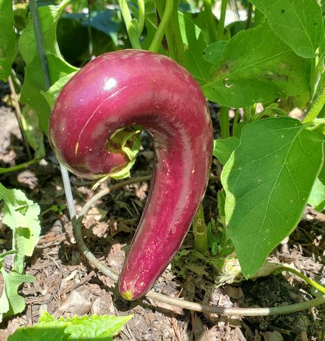 Reddish purple Orient Charm eggplant. Curved, looks like a giant comma.