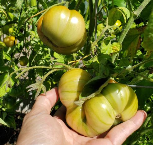 German Johnson heirloom tomatoes.