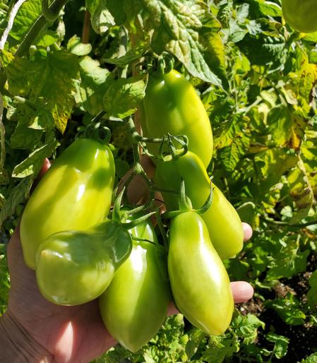 Amish Paste tomatoes.