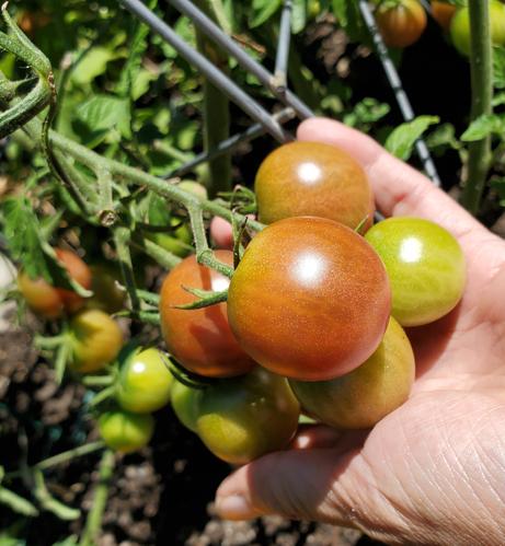 Tumbling Tom cherry tomatoes.