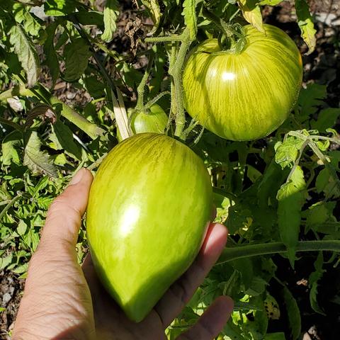 Oxheart Pink tomatoes.