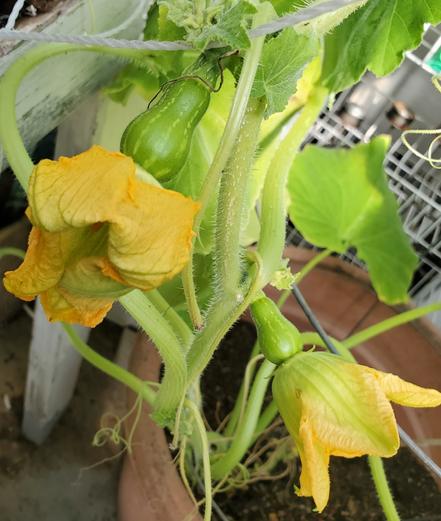 2 baby butternut squashes growing in greenhouse.