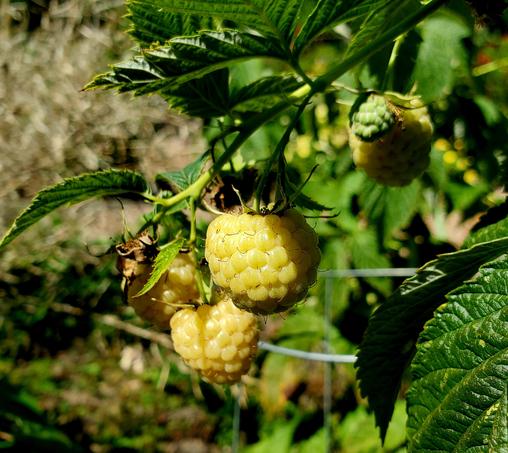 Golden yellow raspberries.