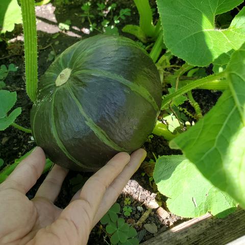 Buttercup squash plant with stripes developed.