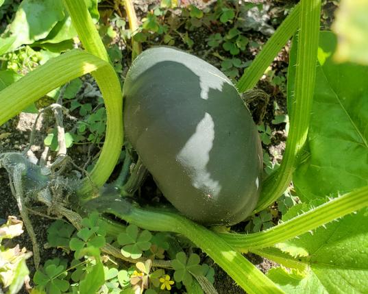 Younger buttercup squash without any stripes development.