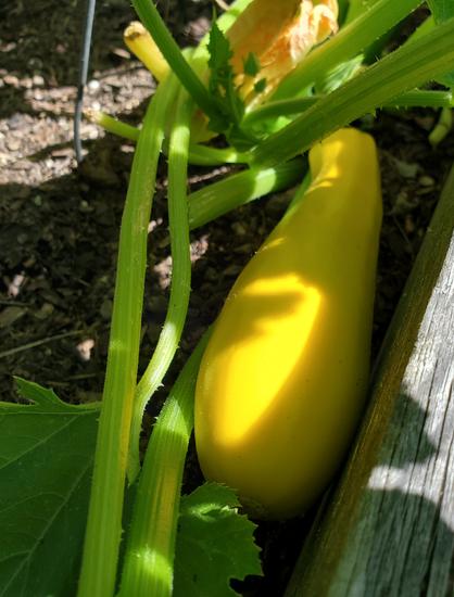 Big yellow zucchini in raised bed.