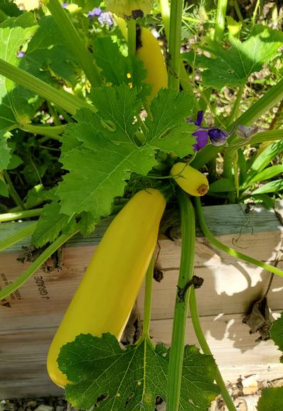 3 yellow zucchinis growing in raised bed.