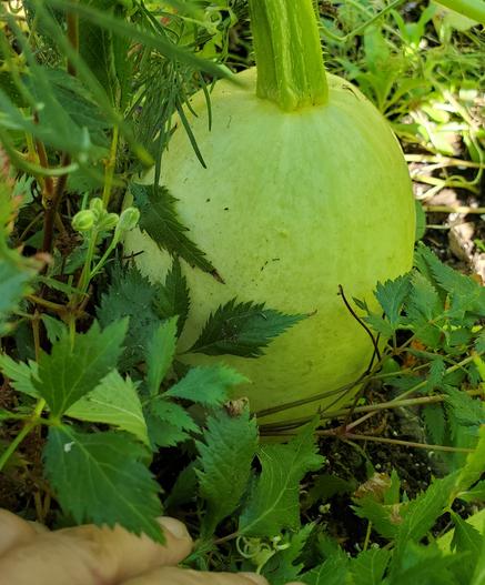 Spaghetti squash growing.