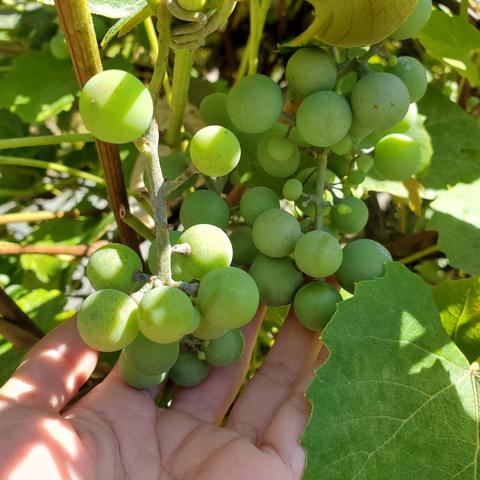 Green grapes growing on vine. My left hand is holding up a bunch of them.