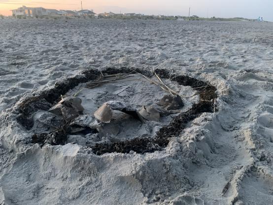 horseshoe crab shells on the beach encircled by plant matter washed up by the tides. it appeared to be a shrine to the horseshoe crab. 🦀