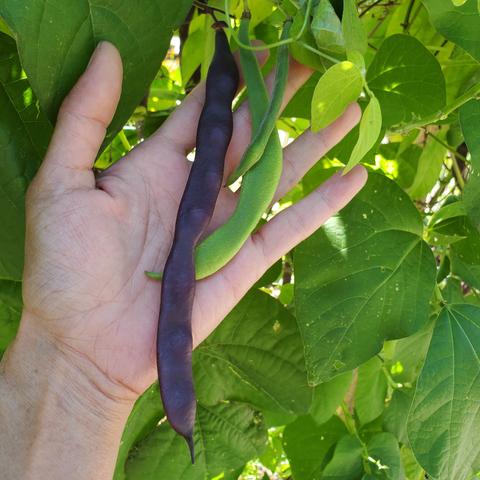 Holding up green & purple beans in my left hand