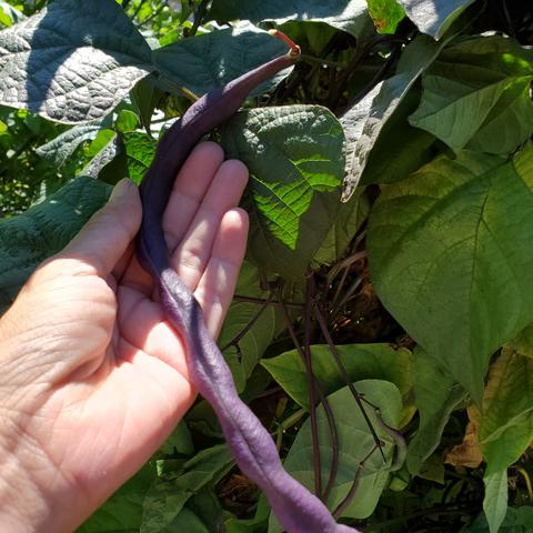 Huge purple bean that I'm saving for seeds.