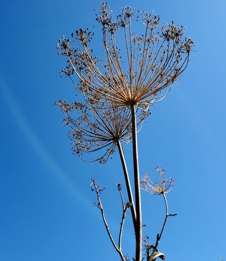 Carrots, gone to seed. Set against clear blue skies
