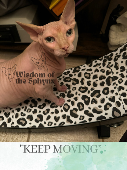 Pink sphynx on a One Fast Cat Wheel