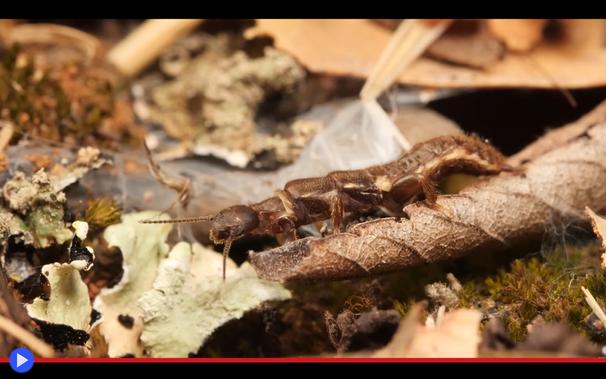 Insetto oblungo cammina su uno strato di foglie, fili di seta bianca simili a una ragnatela sullo sfondo.